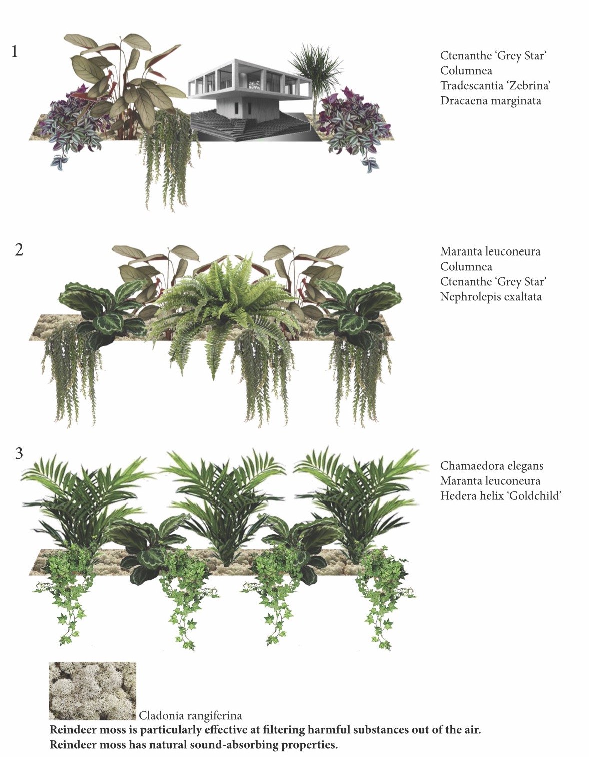 Interior planting scheme showing three planter arrangements with named species and reindeer moss