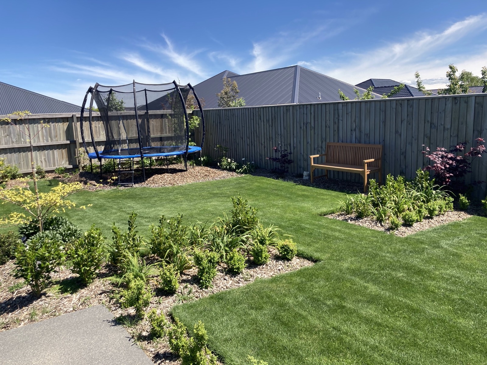 Family garden with mown lawn, mulched beds of buxus and flax, a timber bench and a Japanese maple
