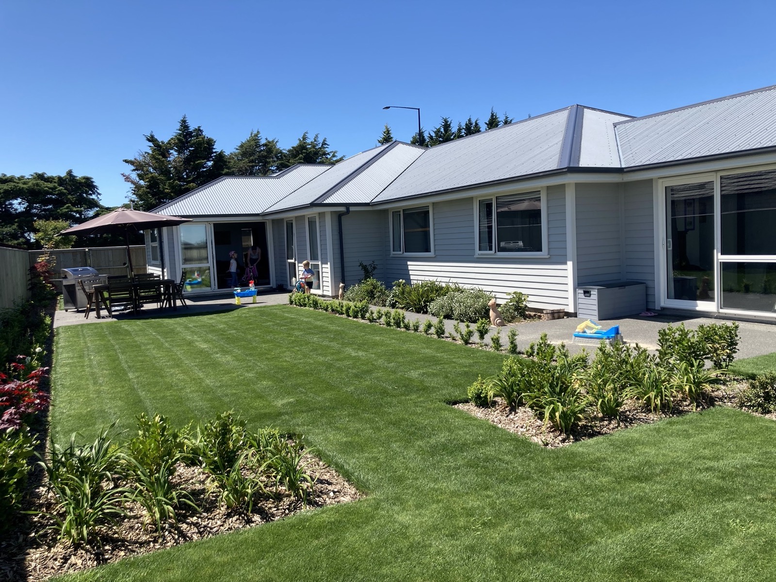 Freshly planted borders of flax, dianella and clipped buxus running along the house, with striped lawn