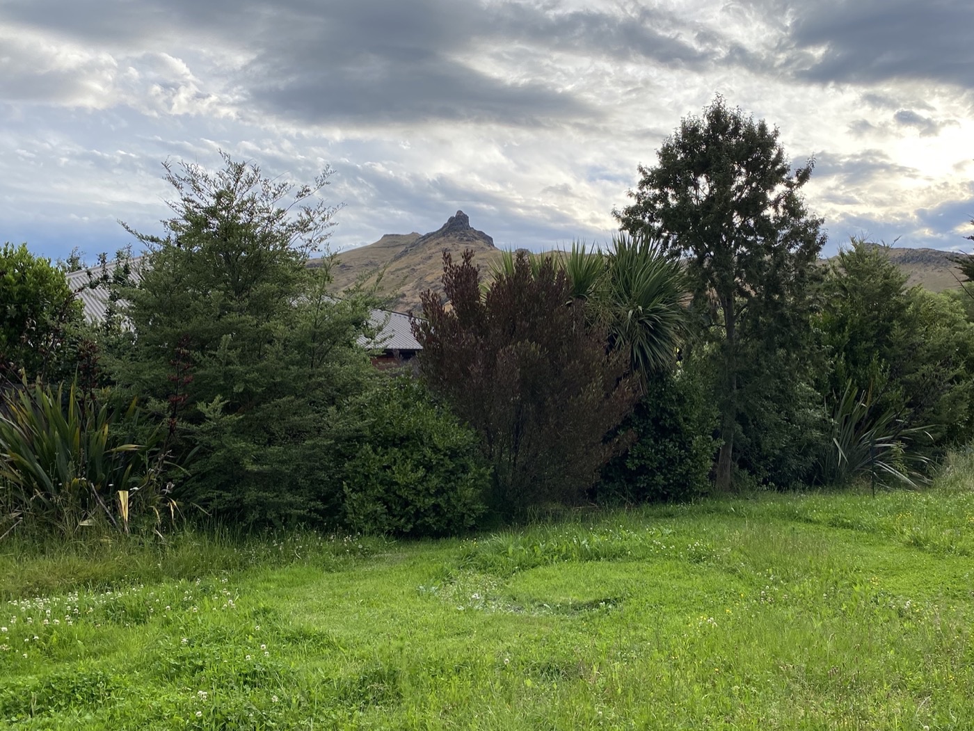 The same shelterbelt eight years on — a dense native screen of pittosporum, flax and tī kōuka now hiding the fence and neighbouring roofs, with the hills beyond