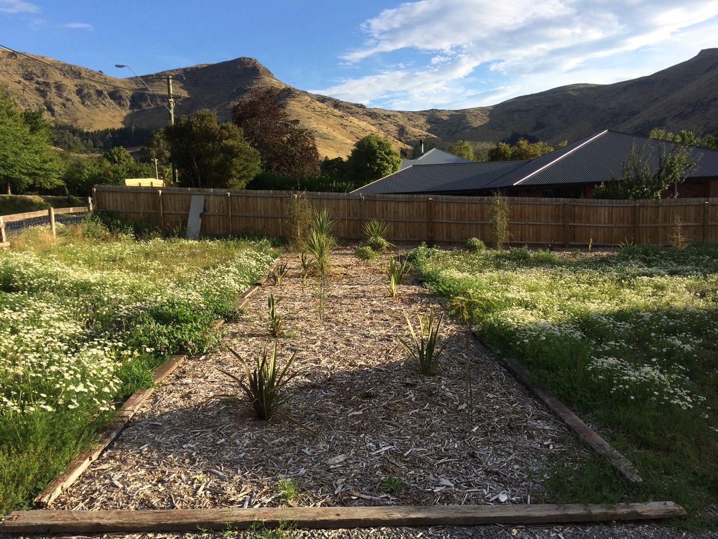 A newly planted native shelterbelt — timber-edged beds on wood-chip mulch, with young tī kōuka and flax, the boundary fence and neighbouring roofs still fully visible behind