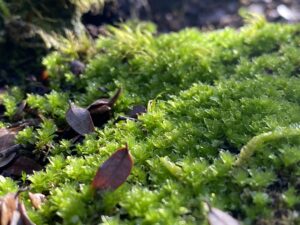 Mossy stones, lush garden textures